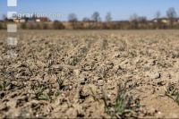 Trockenheit März Weizen 2