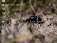 Oil beetle
