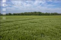 Agricultural area in May 22