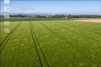Agricultural area in May 12