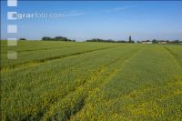 Agricultural area in May 6