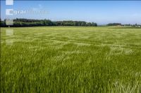Agricultural area in May 4