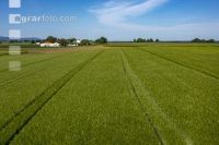 Agricultural area in May 1