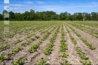 Sugarbeet 6 leaves 17