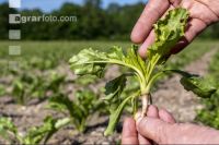 Sugarbeet 6 leaves 16