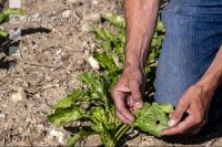 Sugarbeet 6 leaves 15