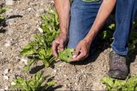 Sugarbeet 6 leaves 14