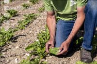 Sugarbeet 6 leaves 13