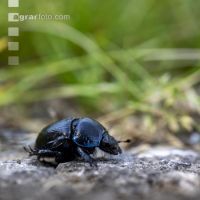 Dung beetle 2