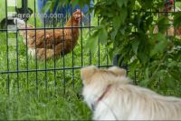 Hund beobachtet Hühner 9
