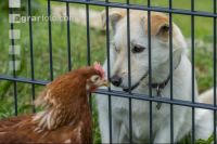 Hund beobachtet Hühner 3