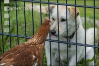 Hund beobachtet Hühner 2