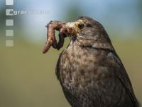 Amsel mit Wurm 1