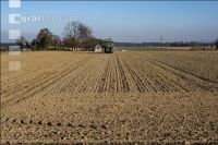 Beet seeding 195