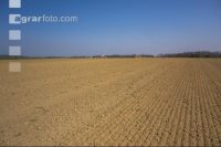 Beet seeding 179