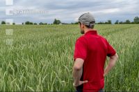 Triticale Blüte 37