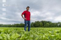 Sugar beet canopy closure 8