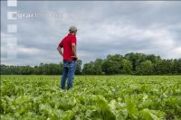 Sugar beet canopy closure 7