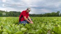 Sugar beet canopy closure 6