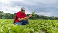 Sugar beet canopy closure 5