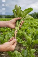 Sugar beet canopy closure 4