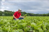 Sugar beet canopy closure 3