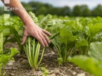 Sugar beet canopy closure 2
