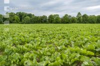 Sugar beet canopy closure 1