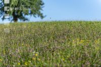 Medium intensive meadow 2