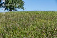 Medium intensive meadow 1