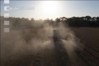 Wheat harvest 279