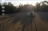 Wheat harvest 275