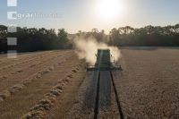 Wheat harvest 274