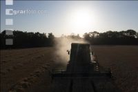 Wheat harvest 273