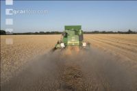Wheat harvest 272