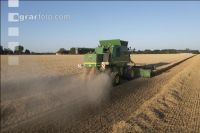 Wheat harvest 271
