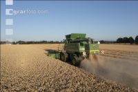 Wheat harvest 270