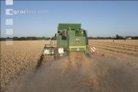 Wheat harvest 269
