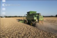 Wheat harvest 268