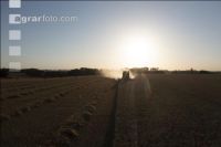 Wheat harvest 267