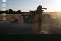 Wheat harvest 266