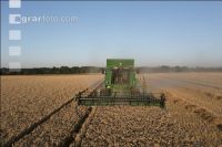 Wheat harvest 265