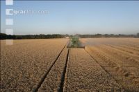 Wheat harvest 264