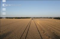 Wheat harvest 263