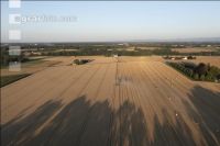 Wheat harvest 262