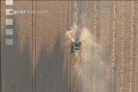 Wheat harvest 261