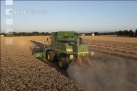Wheat harvest 259
