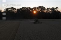Wheat harvest 282