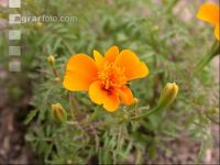 Gewürztagetes 1
