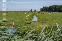 Viehweiden Polder 1